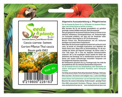 40x Cassia siamea- Samen Garten Pflanze Thai cassia Baum gelb ID82