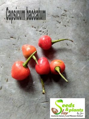 25x Capsicum baccatum- Samen Garten Pflanze Gewürz Pfeffer scharf ID73
