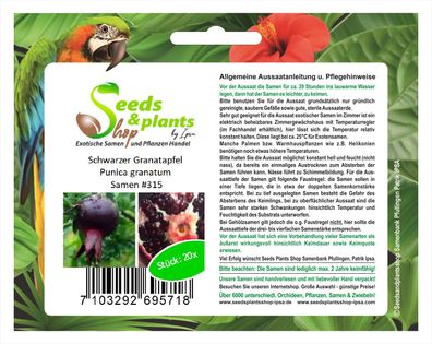 20x Schwarzer Granatapfel Punica granatum Samen Obst Pflanze Garten #315