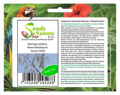 15x Moringa oleifera Samen Meerrettichbaum Baum Pflanze #105