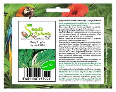100x Mangold grün - Samen Garten Gemüse Küche Salat Saatgut Pflanze KS128