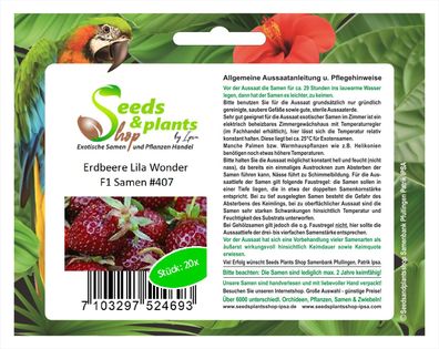 20x Erdbeere Lila Wonder F1 Erdbeeren Samen Garten Pflanze Obst #407
