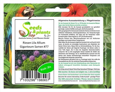 20x Riesen Lila Allium Giganteum Lauch Blumen Samen Saatgut #77