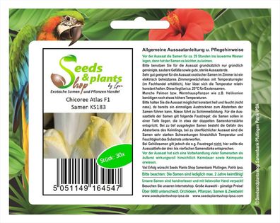 30x Chicoree Atlas F1 - Chicor&eacute; e Samen Gemüse Garten Saatgut Salat KS183