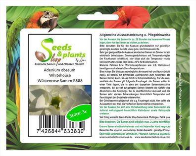 3x Adenium obesum Whitehouse Wüstenrose Zimmer Pflanze Samen Neu B588