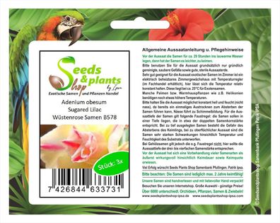 3x Adenium obesum Sugared Lilac Wüstenrose Zimmer Saatgut Samen B578