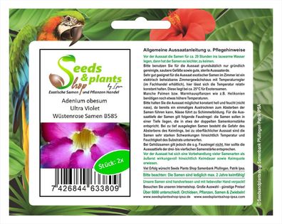 2x Adenium obesum Ultra Violet Wüstenrose Zimmer Pflanze Samen Neu B585