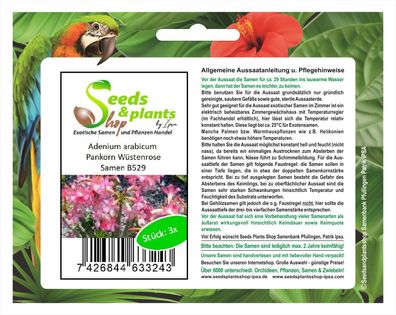 3x Adenium arabicum Pankorn Wüstenrose Zimmer Pflanze Saatgut Samen Garten B529