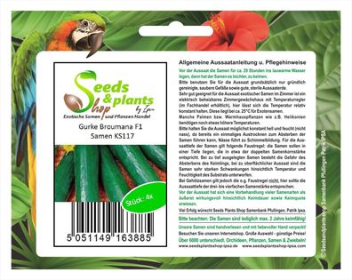 4x Gurke Broumana F1 - Gurken Samen Gemüse Garten Pflanze Salat KS117