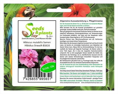 10x Hibiscus mutabilis Samen Hibiskus Strauch Pflanze Garten B1616