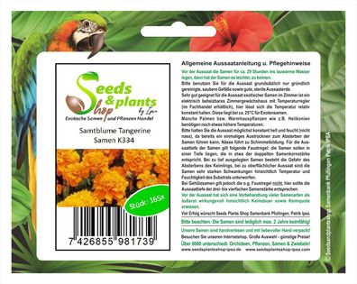 165x Samtblume Tangerine-Studentenblume Samen Pflanze Blume Saatgut K334