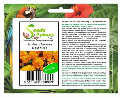 30x Samtblume Tangerine-Studentenblume Samen Pflanze Blume Saatgut KS334
