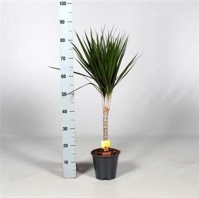 Drachenbaum 80 cm Dracaena Marginata 1 Stamm Zimmerpflanze