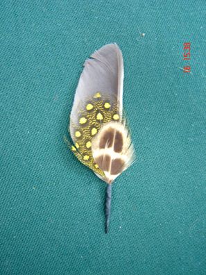 kleine Hutfeder Hutschmuck grau mit gelb Feder ca 5cm für Herrenhut Art 24-44