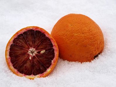 Citrus sinensis Sanguinello 80-100 cm - Blut-Orange
