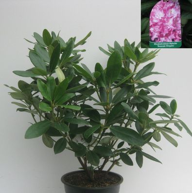 Rhododendron Roseum Elegans (rosa) ca40cm hoch buschig gewachsen im 4l Topf