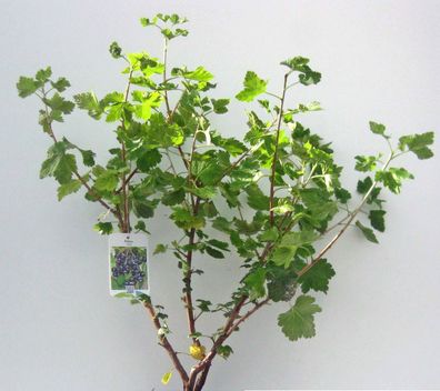 Jostabeere, Ribes Josta 40-60cm