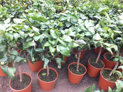 Bergamotte Pflanze 80-100 cm Citrus Bergamia Fantastico Duftende Zitruspflanze