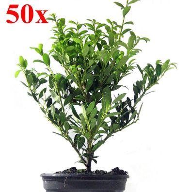 50 Buchsbaumersatz Ilex crenata `Stokes` 10-15cm Heckenpflanzen