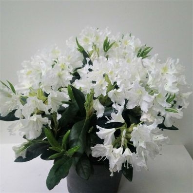 8 Stück Rhododendron Cunninghamms White (weiß) ca40cm hoch buschig gewachsen