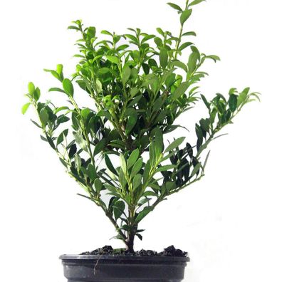 100x Buchsbaumersatz Ilex crenata `Stokes` 10-15cm Bergilex ähnlich Buchsbaum