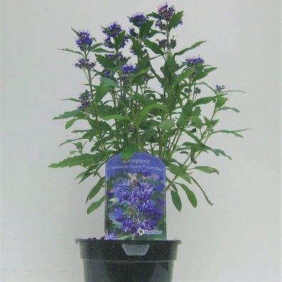 Caryopteris x cladonensis Bartblume Containerpflanze, 40-60cm groß im 2l Topf