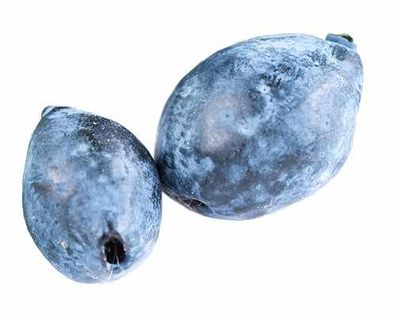 Sibirische Blaubeere - Lonicera caerulea Blaue Heckenkirsche Obst