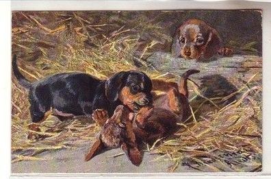 17939 Ak Spielende Hunde Welpen Dackel 1917