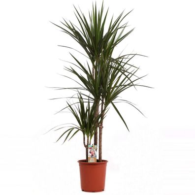 Dracaena 'Marginata' 140-150 cm Drachenbaum Zimmerpflanze