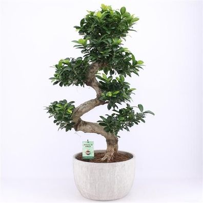 Bonsai Ficus microcarpa Ginseng Chinesische Feige Grünpflanze Zimmerpflanze