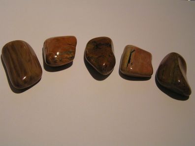Mammutbaum, altes Wissen, versteinertes Holz, USA, SP-215, verschiedene Exemplare