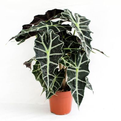 Alocasia polly 35 cm Pfeilblatt Elefantenohr Tropenwurz Zimmerpflanze