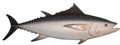 Tunfisch lebensgroß für draußen aus GFK
