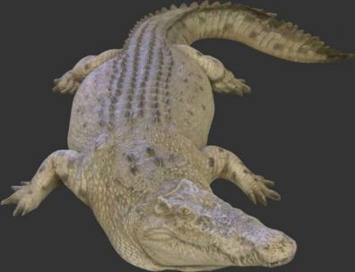 Großes Krokodil lebensgroß 31cm für draußen aus GFK