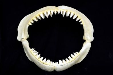 Großer Weißer Hai Gebiss Klein lebensgroß 66cm für draußen aus Polyresin