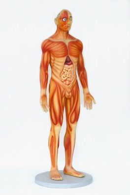 Anatomischer Körper Mann lebensgroß 188cm für draußen aus GFK
