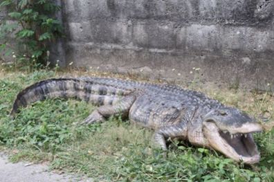 American Alligator lebensgroß 25cm für draußen aus Polyresin