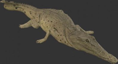 Kleines Krokodil ausruhend lebensgroß 13cm für draußen aus Polyresin