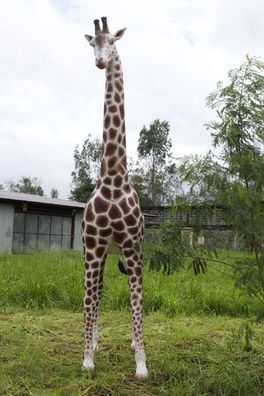 Giraffe lebensgroß lebensgroß 359cm für draußen aus GFK