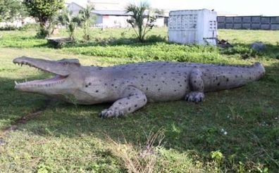 riesen Krokodil lebensgroß 100cm für draußen aus GFK