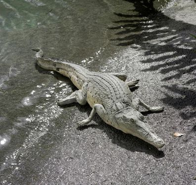 Krokodil am pausieren lebensgroß 12cm für draußen aus Polyresin
