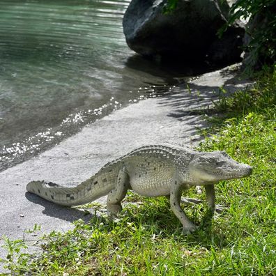 Krokodil laufend lebensgroß 23cm für draußen aus Polyresin