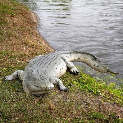 Krokodil 340cm lebensgroß 30cm für draußen aus GFK