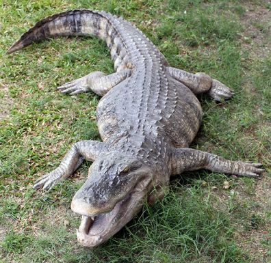 Amerikanischer Aligator lebensgroß 25cm für draußen aus GFK