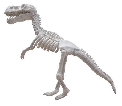 T-Rex Skelett weiß lebensgroß 76cm fér draußen aus GFK