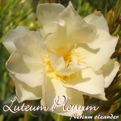 Oleander "Luteum Plenum" - Nerium oleander - Größe C15