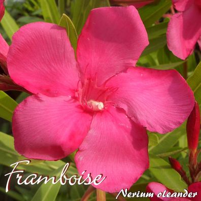 Oleander "Framboise" - Nerium oleander - Größe C08