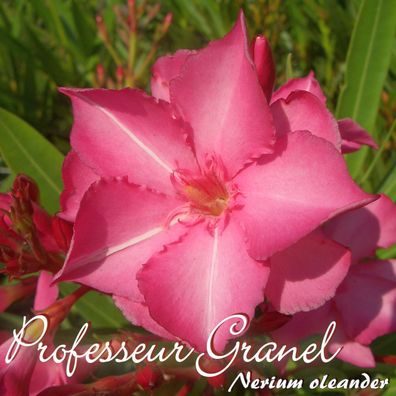 Oleander "Professeur Granel" - Nerium oleander - Größe C08