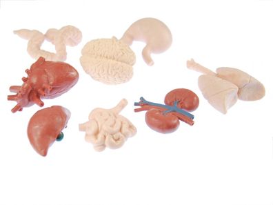 7x Organe Mensch Set Miniblings Medizin Anatomie Arzt Herz Lunge Gehirn Nieren