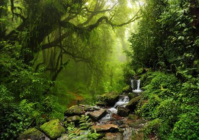 XXL Poster 100 x 70cm wilder Urwald mit Bachlauf über Steine, grüner Dschungel